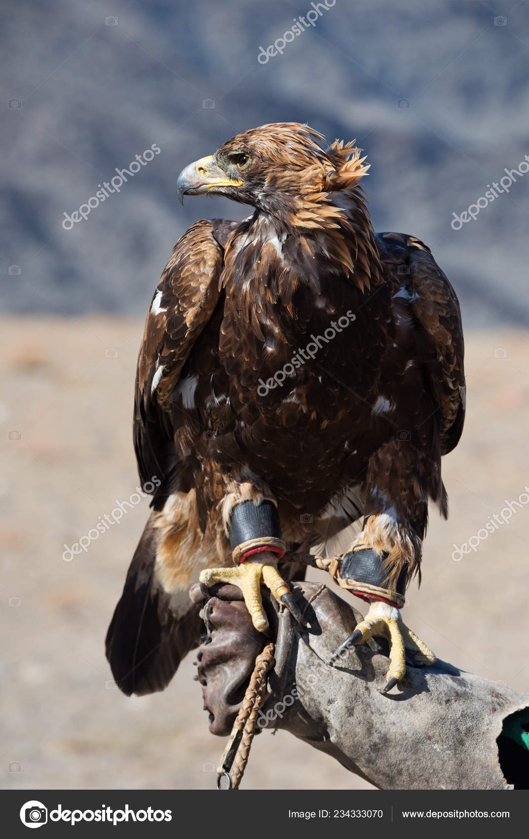 Golden Eagle Bird Educated Falconry Popular Hunting Style