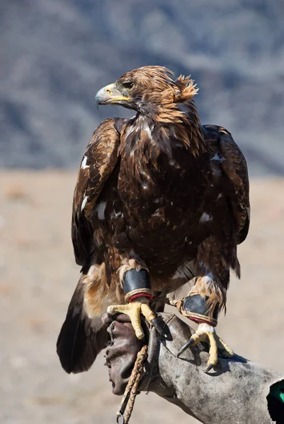金鹰是为猎鹰而教育的鸟 这是蒙古阿尔泰地区流行的狩猎风格 — 图库照片