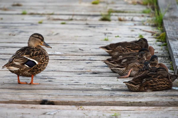 Pato Rio Selvagem Com Patinhos Tomam Sono Caminho Madeira — Fotografia de Stock