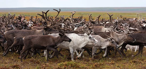Ren geyiği sürüsü bir yıllık geçiş kutup Tundra üzerinde. Kutup bölgesi, Yamal Yarımadası. Reindeers en iyi otlatma için göç.