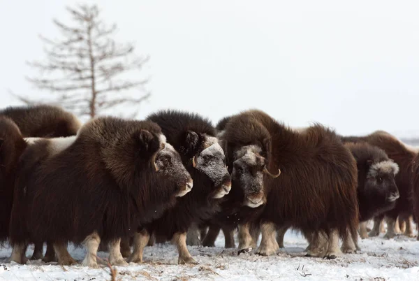 Rebaño Muskox Salvaje Estaba Posición Defensiva Durante Una Fuerte Tormenta — Foto de Stock