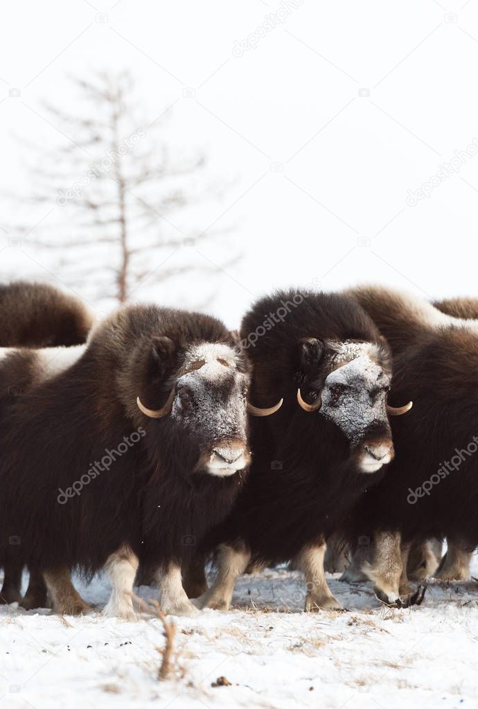 Herd of wild muskox stood in the defensive position during strong snowstorm. Winter landscape of Yamal peninsula, Arctic tundra.