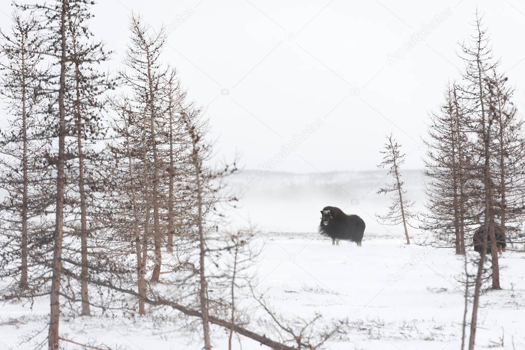 Big bull of muskox walk in the Arctic Tundra during winter blizzard