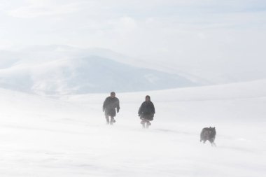 Yamal, Rusya - 05 Mart 2019: Ren geyiği laika köpek Nenets çobanları milliyet seek sürüsü. Göçebe Nenets insanlar yurts tüm yıl içinde yaşamak, Kuzey Kutbu çevresinde kutup Tundra Ren geyiği ile göç.