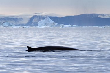 Balinalar Grönland kıyı şeridinin yakınlarında eriyen buzdağları olan bir körfezi geçiyor. Labrador Denizi.
