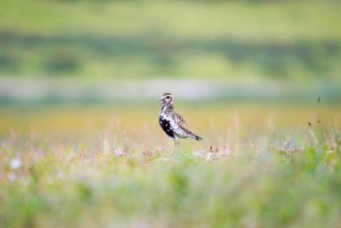 European golden plover in the tundra of Yamal peninsula, Russia clipart
