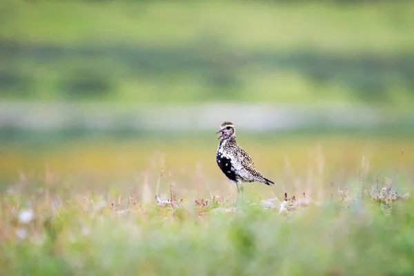 Plover Oro Europeo Nella Tundra Della Penisola Yamal Russia Foto Stock Royalty Free