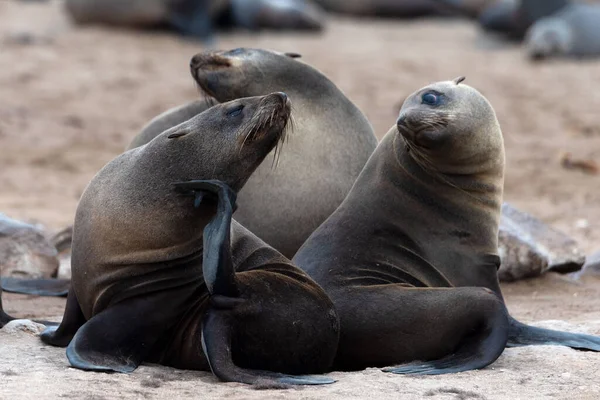 Robbenkolonie Cape Cross Seal Reserve Atlantikküste Namibias — Stockfoto