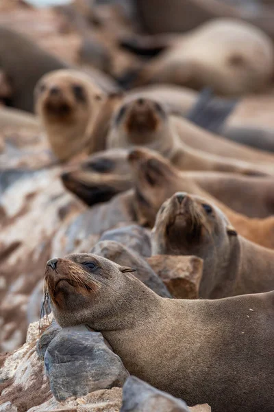 Kap Cross Sälkoloni Vid Cape Cross Seal Reserve Namibias Atlantkust — Stockfoto