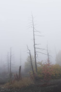 Tolbachik 'in Ölü Ormanı. Ölü Orman, Rus Uzak Doğu Bölgesi 'nin Kamçatka yarımadasındaki Tolbachik volkanik kompleksinin patlamalarının bir sonucudur.