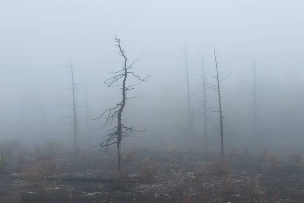 Forêt Morte Tolbachik Forêt Morte Est Résultat Des Éruptions Complexe Photos De Stock Libres De Droits