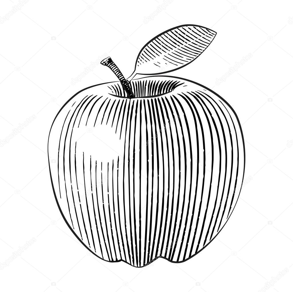 Woodcut style apple illustration line art