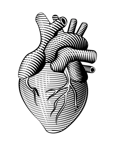 Woodcut style human heart line art — Stock Vector