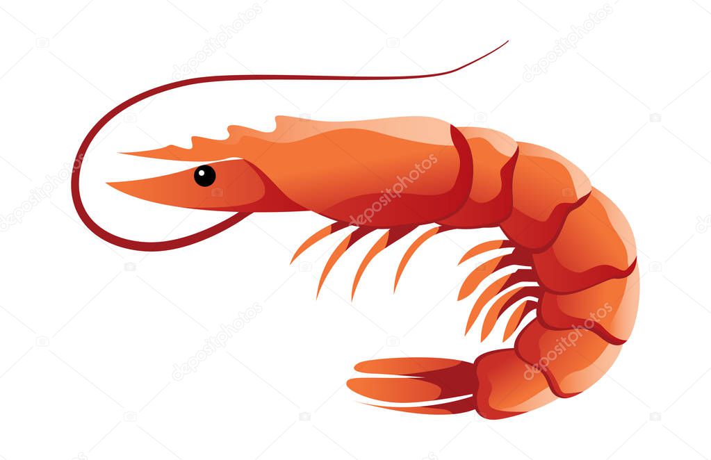 Shrimp shaded vector illustration