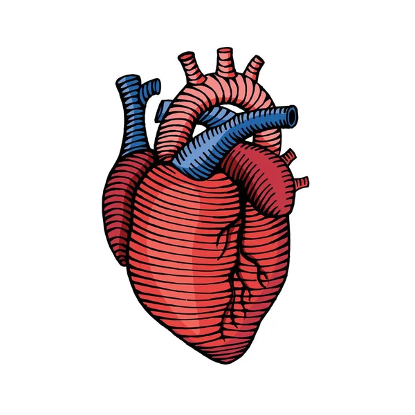 Handgezeichnete menschliche Herzen Zeichnung Illustration mit Farben — Stockvektor