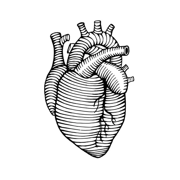 Hand gezeichnet menschliches Herz Zeichnung Illustration — Stockvektor