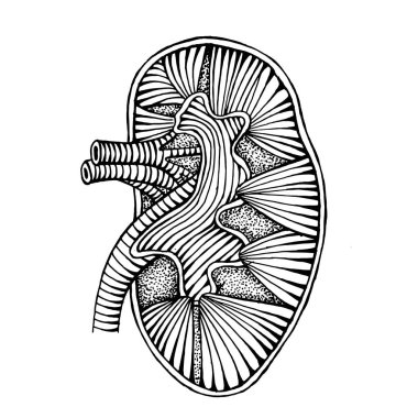 el çizilmiş insan böbrek çizim illüstrasyon