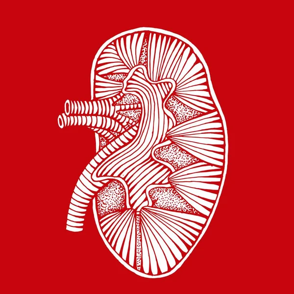 Dibujo de riñón humano dibujado a mano ilustración inversa — Archivo Imágenes Vectoriales