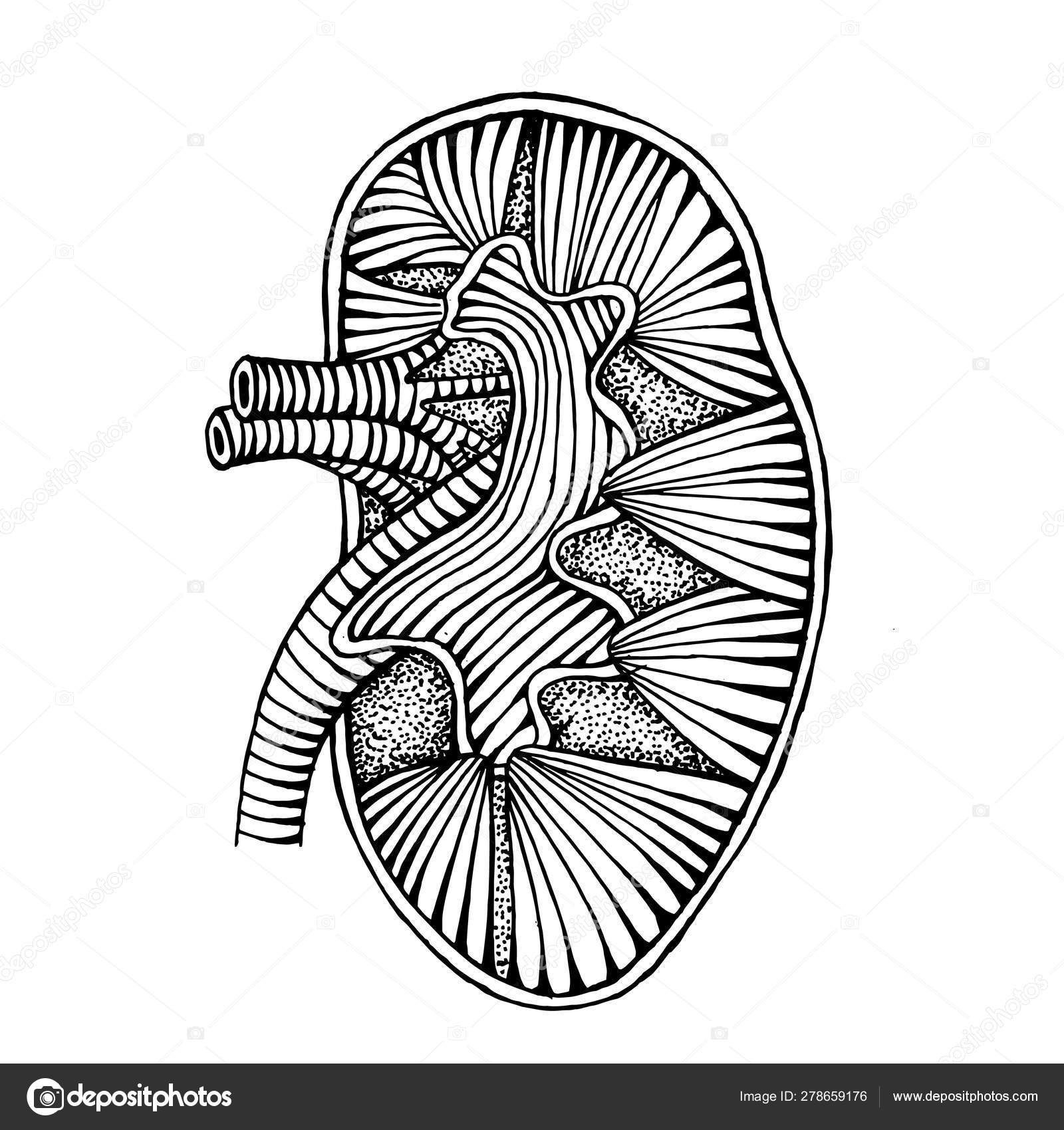 Hand drawn human kidney  drawing  illustration  Stock 