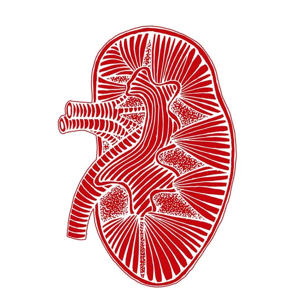 Dibujo de riñón humano dibujado a mano ilustración inversa con cabo línea — Archivo Imágenes Vectoriales