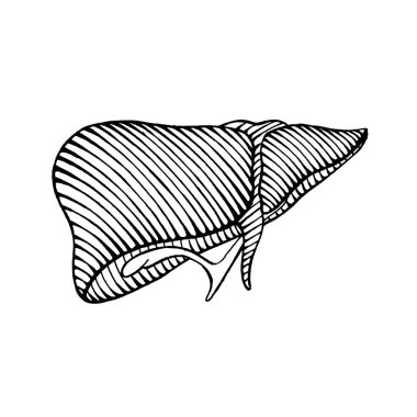 el çizilmiş insan karaciğer çizim - illüstrasyon