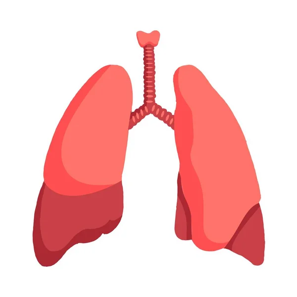 Lidský plicní vektorové ilustrace — Stockový vektor