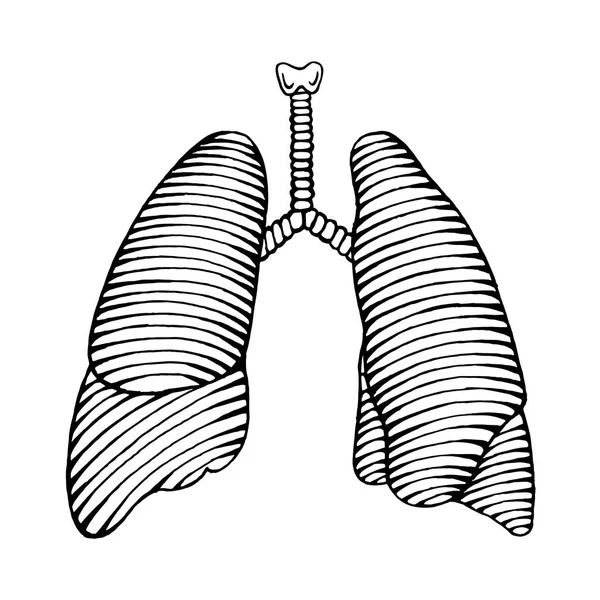 Ilustración pulmonar humana dibujada a mano — Vector de stock