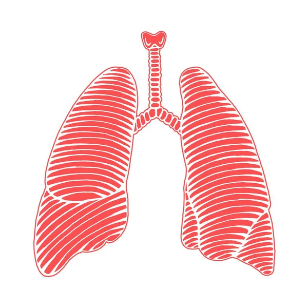 Ilustración pulmonar humana dibujada a mano reversa con contorno — Archivo Imágenes Vectoriales