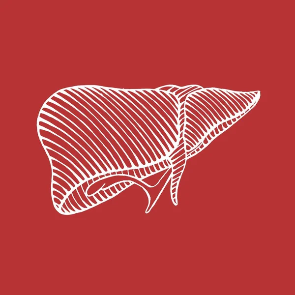 Desenho do fígado humano desenhado à mão - ilustração inversa — Vetor de Stock