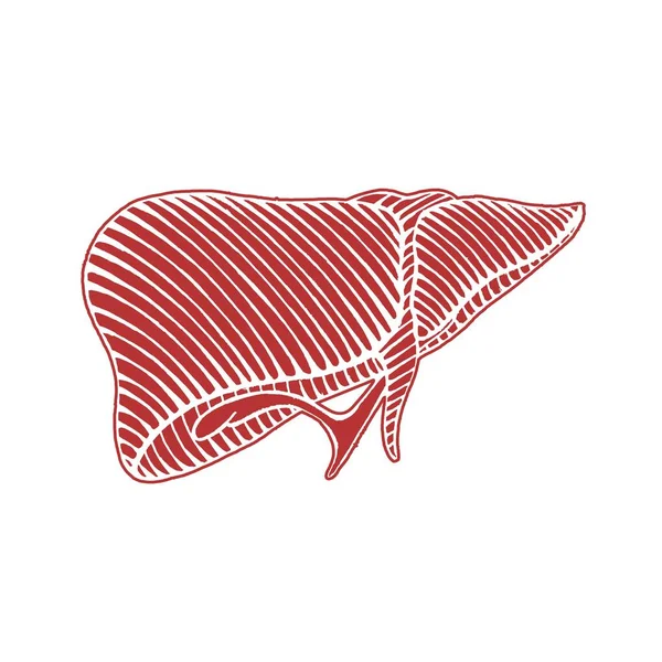 Dibujo de hígado humano dibujado a mano - ilustración inversa con línea de salida — Archivo Imágenes Vectoriales