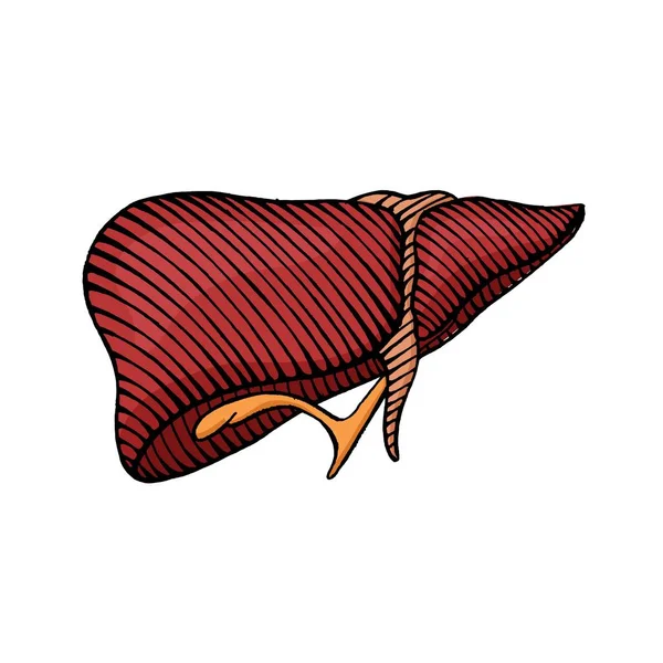 Dibujo de hígado humano dibujado a mano - ilustración coloreada — Vector de stock