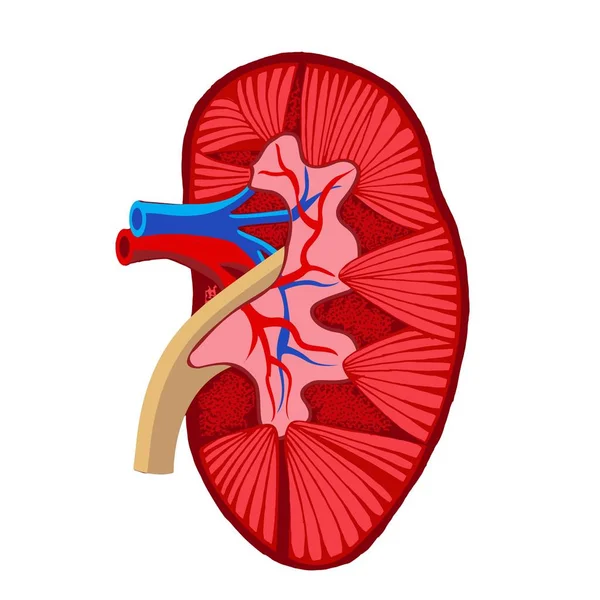 Ilustración del vector renal humano — Vector de stock