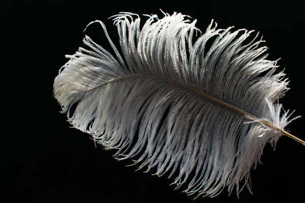 Pluma Avestruz Blanca Sobre Fondo Negro — Foto de Stock