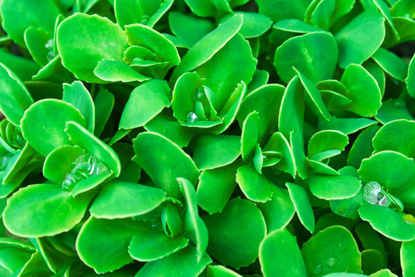 GreeGreen leaves close-up natural backgroundn leaves close-up natural background