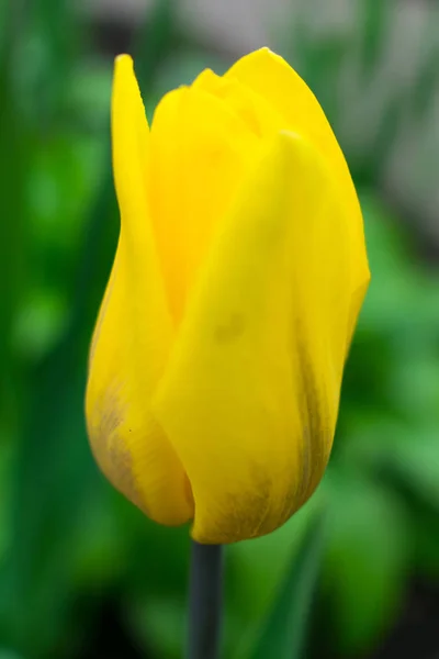 Jardín Tulipanes Amarillo Sobre Fondo Hojas Verdes — Foto de Stock