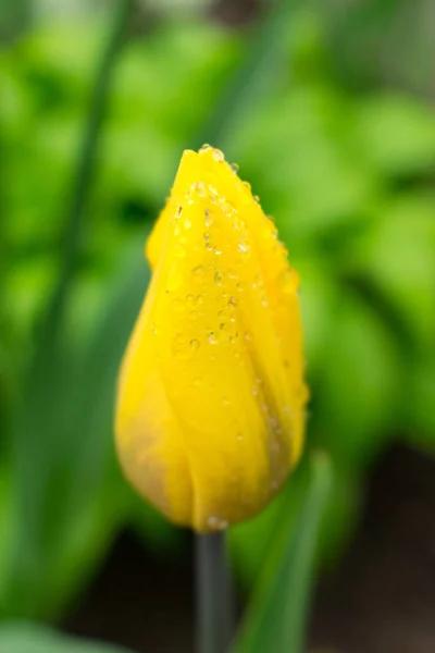 Jardim Tulipa Amarela Fundo Folhas Verdes — Fotografia de Stock
