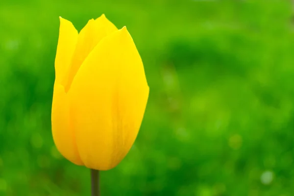 Jardin Tulipes Jaunes Sur Fond Feuilles Vertes — Photo