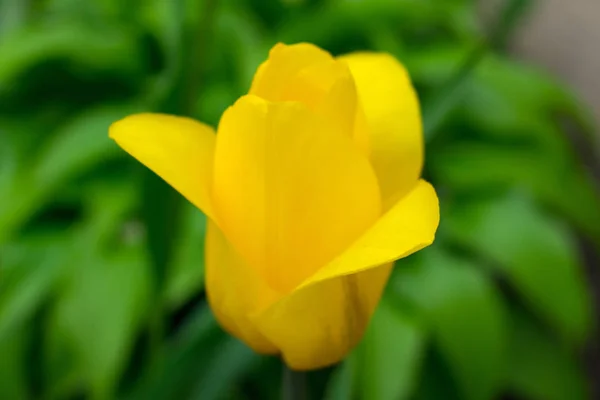 Jardín Tulipanes Amarillo Sobre Fondo Hojas Verdes — Foto de Stock