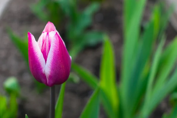 Tulipán Púrpura Jardín Maravilloso Contraste Colores Borrosa Bokeh Fondo — Foto de Stock