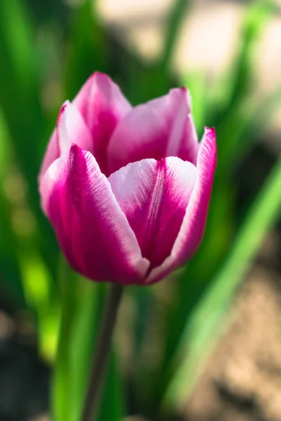 Tulipán Púrpura Jardín Maravilloso Contraste Colores Borrosa Bokeh Fondo — Foto de Stock