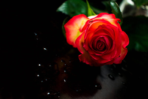 Red rose and water drops on a black background