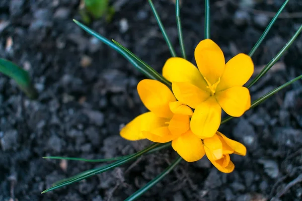 Krokusgelb Mehrere Krokusse Ein Krokus Ein Strauß Krokusse Krokuswiese Voller — Stockfoto