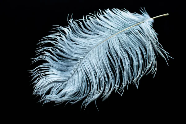 White Ostrich Feather Black Background — Stock Photo, Image