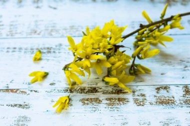 Forsythia güzel sarı çiçekleri ile dal paskalya ağacı çiçek