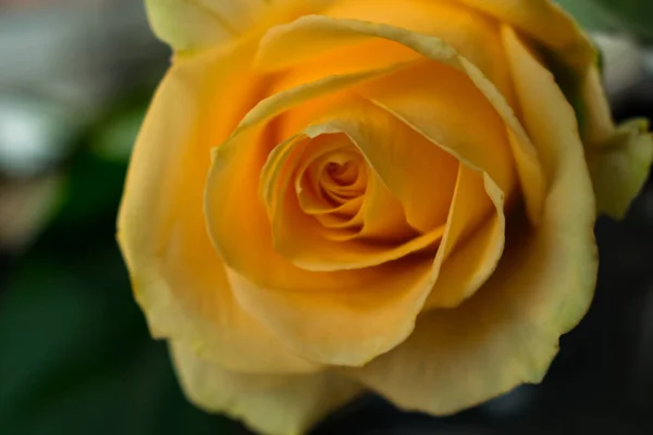 Une Rose Jaune Gros Plan Symbole Séparation — Photo