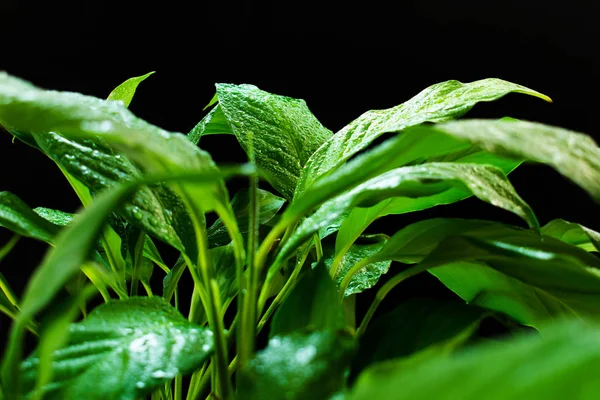 Spathiphyllum Daun Hijau Dengan Embun Pada Latar Belakang Hitam — Stok Foto