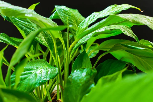 Spathiphyllum Daun Hijau Dengan Embun Pada Latar Belakang Hitam — Stok Foto