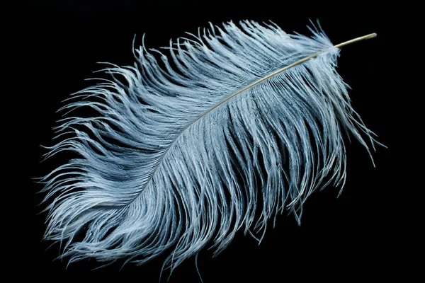 White Ostrich Feather Black Background — 스톡 사진