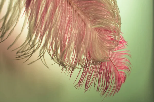 White Pink Ostrich Feather Glass Matte Background — 스톡 사진