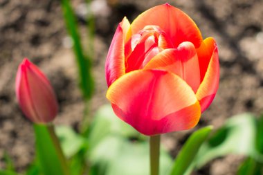 Kırmızı lale closeup bahar alanı. Ampul alan kırmızı lale parlak bir çiçek yakın. kırmızı lale ile bulanık arka plan